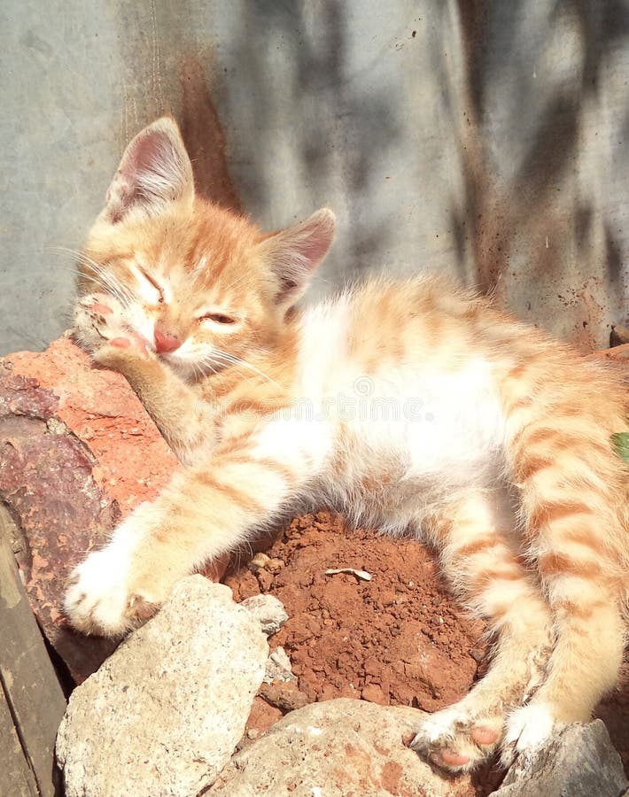 Gato en el sol de la mañana imagen de archivo Gato en el sol de la mañana imagen de archivo