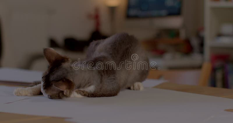 Gato en la mesa con papeles muestra un comportamiento lúdico durante la primavera. devon rex.