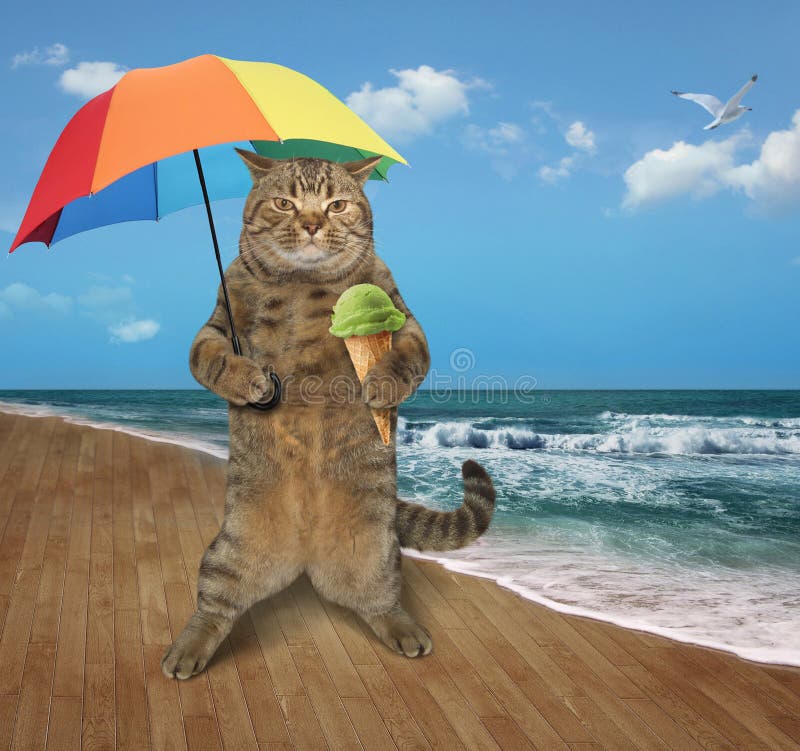 Gato en la playa 9 foto de archivo. Imagen de paraguas 123876604