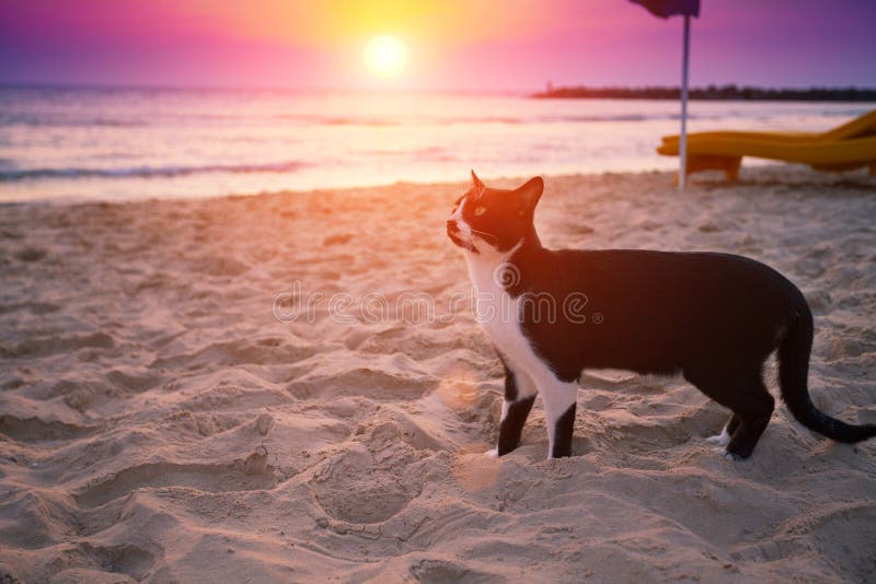 Gato en la playa fotografía de archivo libre de regalías Gato en la playa fotografía de archivo libre de regalías