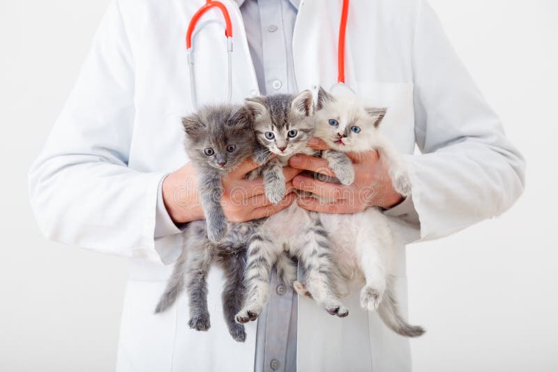 Cat in Vet doctor hands. Doctor veterinarian examining 3 three kittens. Baby cats in Veterinary clinic. Vet medicine for pets and cats. Kittens animal portrait. Cat in Vet doctor hands. Doctor veterinarian examining 3 three kittens. Baby cats in Veterinary clinic. Vet medicine for pets and cats. Kittens animal portrait