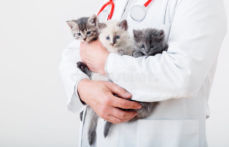 Cat in Vet doctor hands. Doctor veterinarian examining 3 three kittens. Baby cats in Veterinary clinic. Vet medicine for pets and cats. Kittens animal portrait. Cat in Vet doctor hands. Doctor veterinarian examining 3 three kittens. Baby cats in Veterinary clinic. Vet medicine for pets and cats. Kittens animal portrait