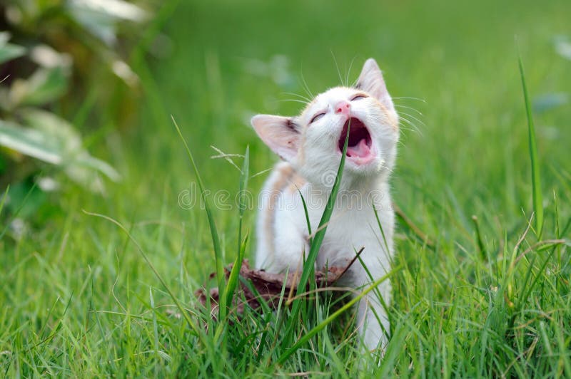 Gato en patio foto de archivo. Imagen de cuadrillado 21874776
