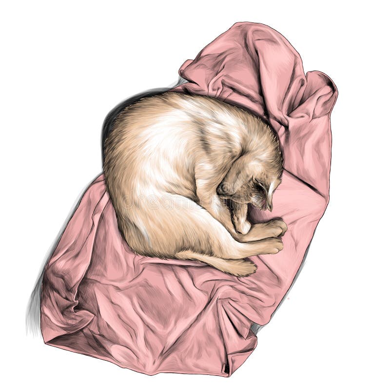 Gato encrespado para arriba en una bola y dormir en una toalla o una visi?n superior combinada ilustración del vector Gato encrespado para arriba en una bola y dormir en una toalla o una visi?n superior combinada ilustración del vector
