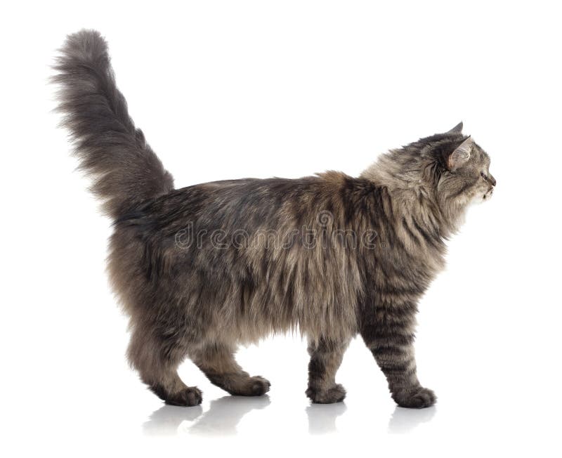 Jogos Macios Pequenos De Maine Coon Do Gatinho Foto de Stock - Imagem de  gato, cabelo: 85355236