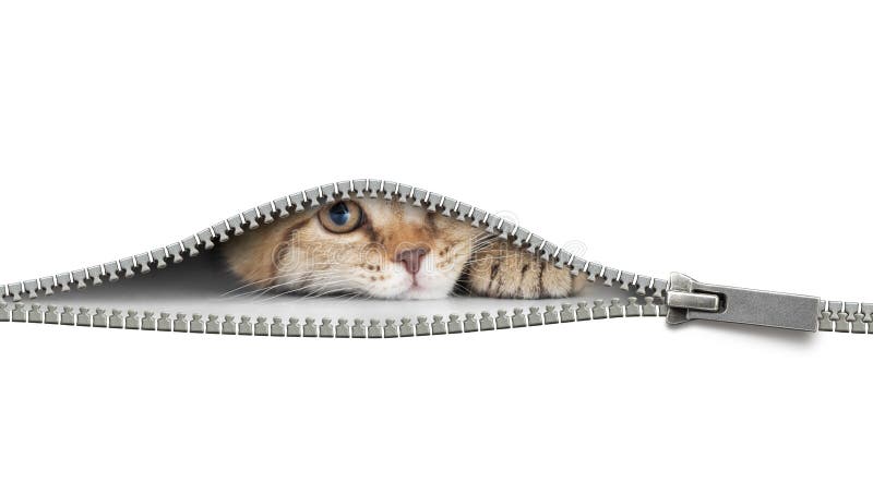 Gato engraçado atrás do zíper aberto isolado no branco fotografia de stock