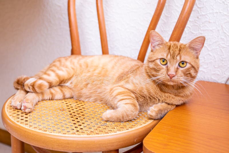 Gato engraçado bonito vermelho que sorri em casa fotografia de stock Gato engraçado bonito vermelho que sorri em casa fotografia de stock