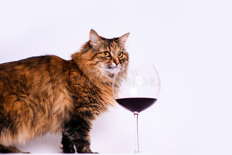 Gato engraçado e um copo de vinho tinto