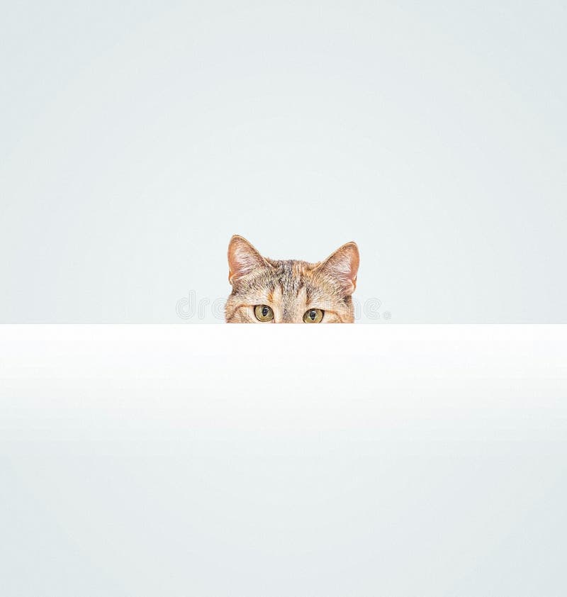 Autocolante decorativo para PC Gato espiando fundo branco - TenStickers