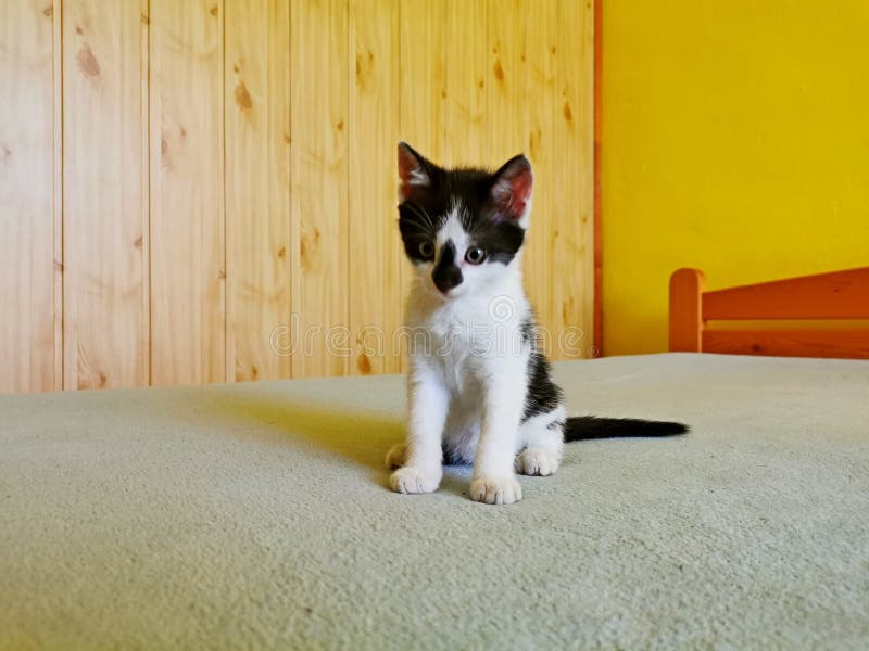 Fofinho gatinho branco com orelhas pretas está aninhado em uma cama branca  enquanto tenta dormir. gato de estimação isolado