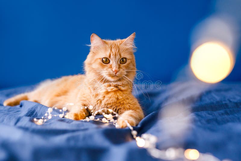 Feliz Bebê Loira Com Duas Pequenas Tranças Em Camiseta Branca E Um Kit De  Calças Jeans Sentado Sobre O Fundo Da Grama Verde Foto de Stock - Imagem de  pouco, inocência: 143643548