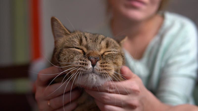 Gato giro relaxando nas mãos das meninas. mulher acaricie seu animal de estimação.