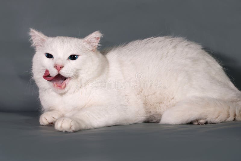 Jogo gordo do gato foto de stock. Imagem de pele, olhar - 81036450