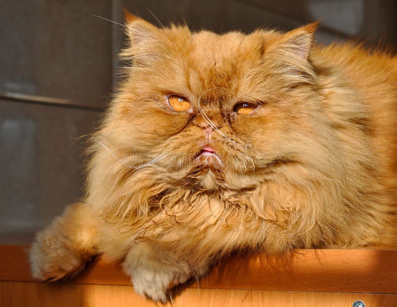 Gato gordo perezoso imagenes de archivo Gato gordo perezoso imagenes de archivo