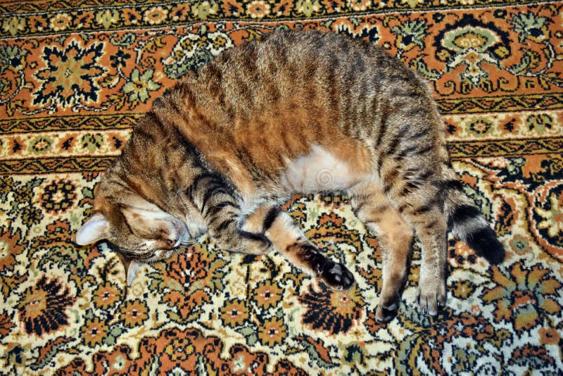 Gato grande bonito que dorme no tapete foto de stock royalty free Gato grande bonito que dorme no tapete foto de stock royalty free