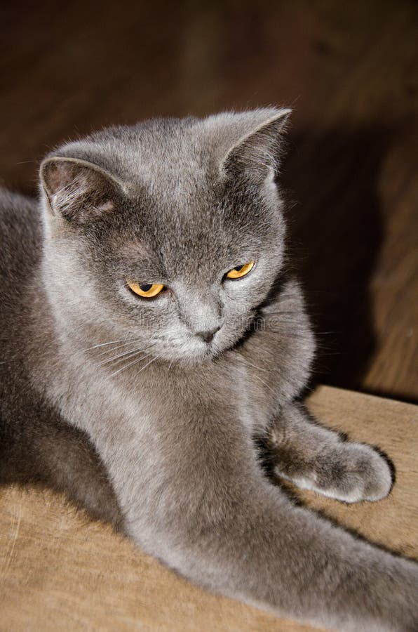 Gato Gris Con Los Ojos Amarillos Imagen de archivo Imagen de gato