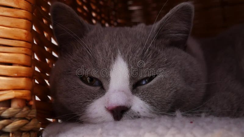 Gato gris lindo metrajes