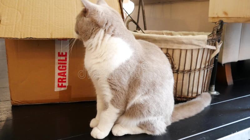 Gato gris lindo metrajes