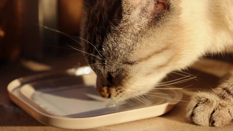 Gato gris lindo bebiendo leche en un día soleado almacen de video