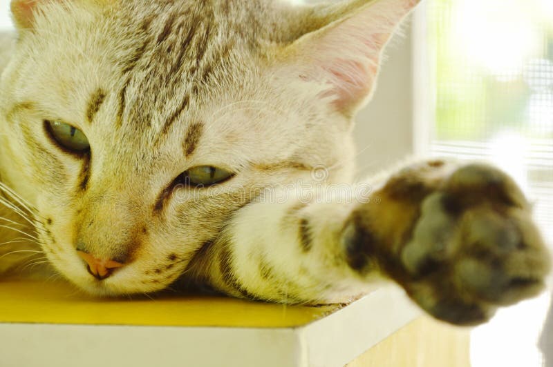Gato gris que duerme en armario de madera en hogar fotografía de archivo libre de regalías