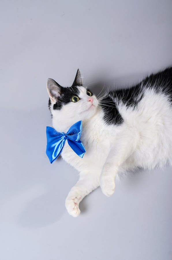 Gato hermoso con una corbata de lazo azul, foto aislada imágenes de archivo libres de regalías Gato hermoso con una corbata de lazo azul, foto aislada imágenes de archivo libres de regalías