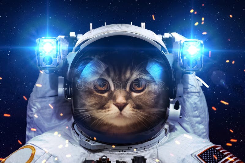 Gatos de Foso - Space Test