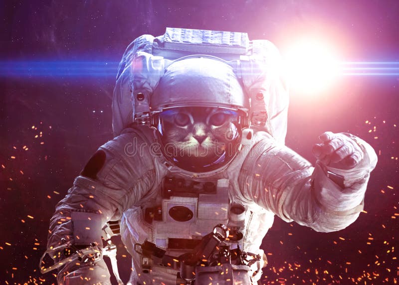 Gato hermoso en espacio exterior Elementos de esto ilustración del vector Gato hermoso en espacio exterior Elementos de esto ilustración del vector