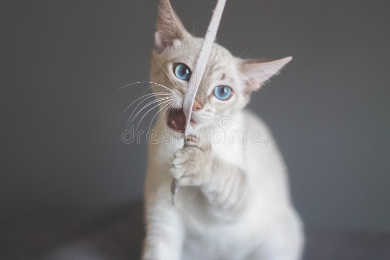 Gato hermoso que juega con el cordón en un fondo gris Gato que juega el juguete imagenes de archivo Gato hermoso que juega con el cordón en un fondo gris Gato que juega el juguete imagenes de archivo