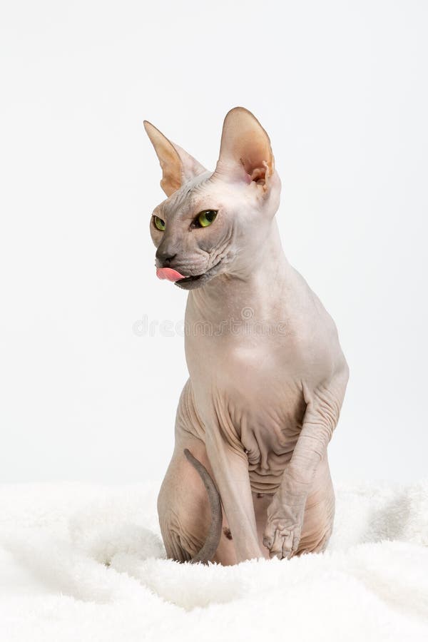 Gato intrépido de la esfinge con los ojos verdes que se lame en el fondo blanco imagen de archivo libre de regalías Gato intrépido de la esfinge con los ojos verdes que se lame en el fondo blanco imagen de archivo libre de regalías