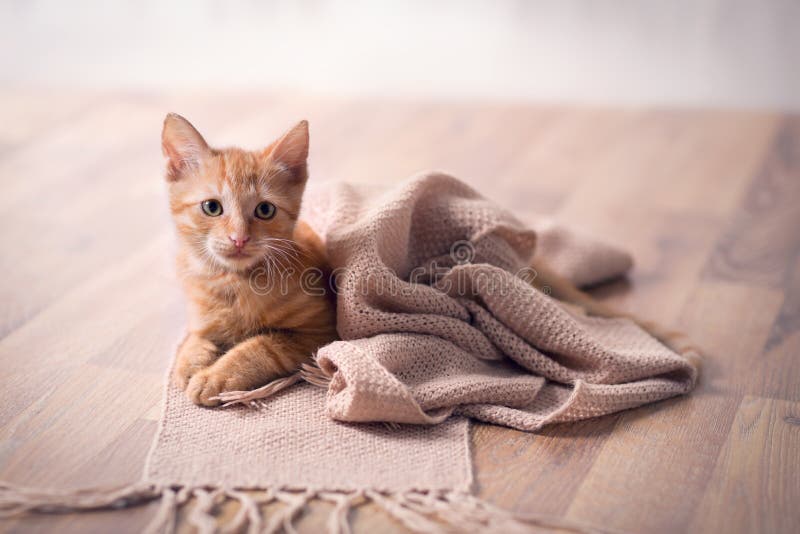 Gato joven que descansa sobre la manta imagenes de archivo Gato joven que descansa sobre la manta imagenes de archivo