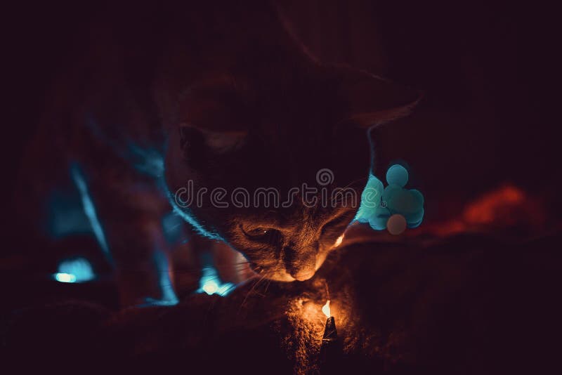 Gato Jugando Con Luces Y Rosas. Foto de archivo Imagen de animal