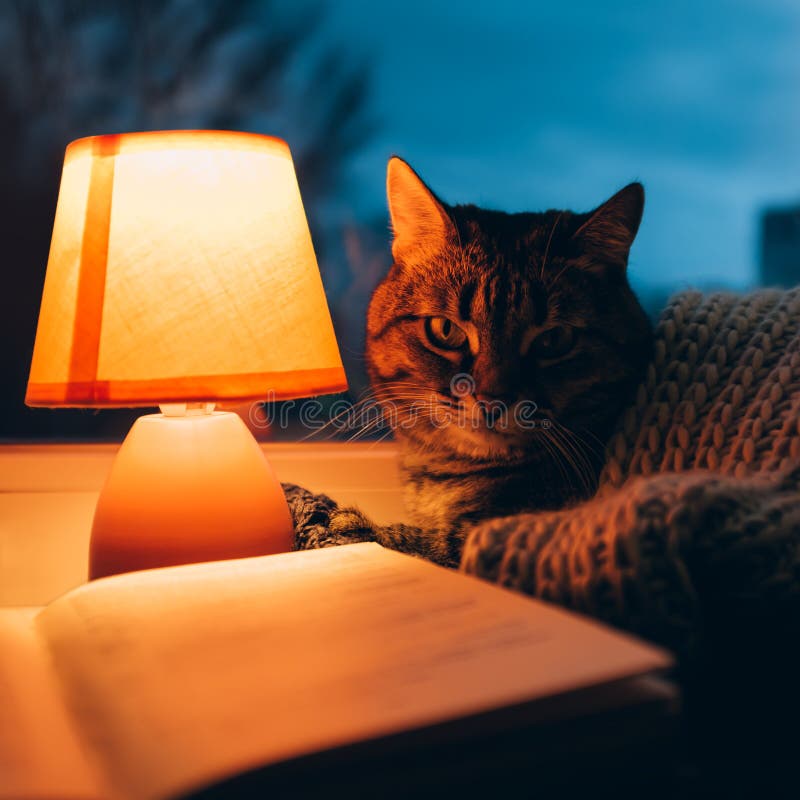 Gato, Lámpara De Mesa Y Libro Hogar Acogedor En Oscuridad Imagen de archivo  - Imagen de atmosférico, mullido: 132763869