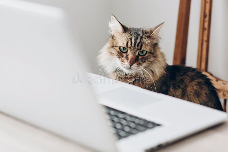 Gato lindo que se sienta en silla de madera en la tabla con el ordenador portátil h de trabajo imágenes de archivo libres de regalías