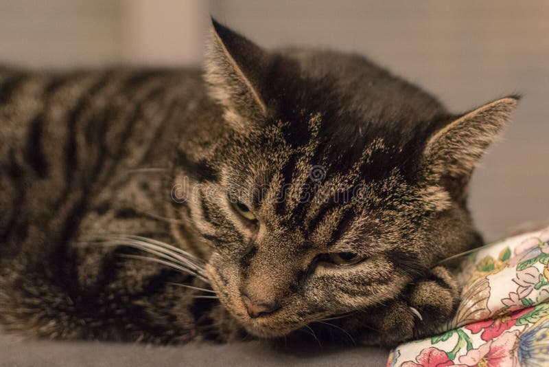 Gato lindo y rayado relajado poco después de despertar fotos de archivo libres de regalías Gato lindo y rayado relajado poco después de despertar fotos de archivo libres de regalías