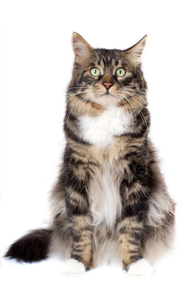 Jogos Macios Pequenos De Maine Coon Do Gatinho Foto de Stock - Imagem de  gato, cabelo: 85355236