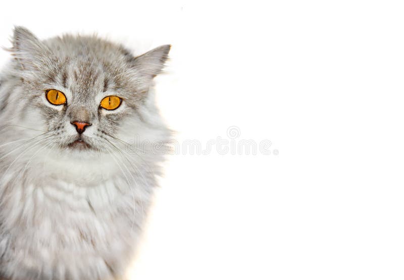 Gato macio Siberian foto de stock Gato macio Siberian foto de stock
