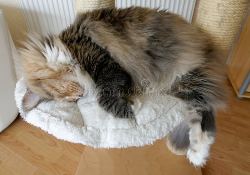 Gato malhado azul do tortie com Maine Coon branca que dorme na árvore do gato foto de stock Gato malhado azul do tortie com Maine Coon branca que dorme na árvore do gato foto de stock