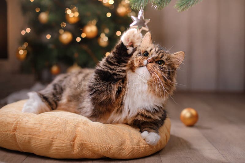 Gato malhado e gato feliz Estação 2017 do Natal, ano novo, feriados e celebração imagens de stock royalty free