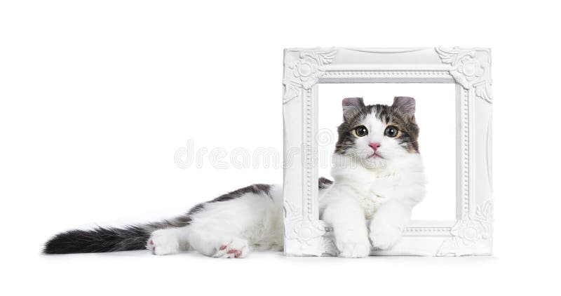 Gato malhado preto com o gato/gatinho americanos brancos da onda imagem de stock royalty free Gato malhado preto com o gato/gatinho americanos brancos da onda imagem de stock royalty free