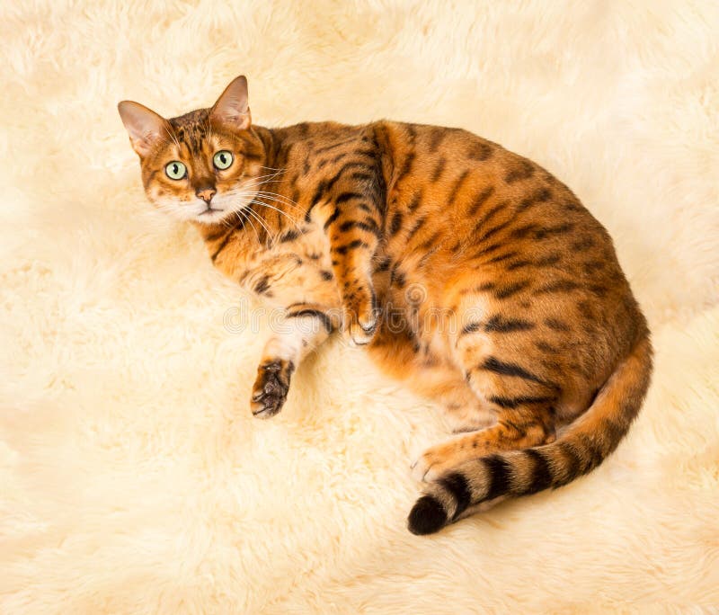 Gato marrom alaranjado de bengal no tapete de lãs imagens de stock royalty free Gato marrom alaranjado de bengal no tapete de lãs imagens de stock royalty free