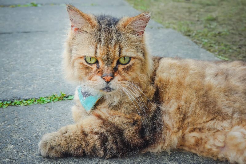 Gato marrom bonito doméstico relaxado no parque exterior fotografia de stock Gato marrom bonito doméstico relaxado no parque exterior fotografia de stock