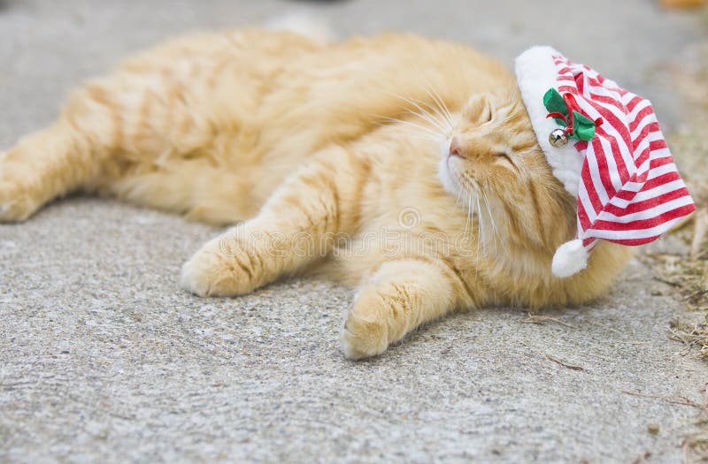 Gato mullido anaranjado con el sombrero de la Navidad fotografía de archivo Gato mullido anaranjado con el sombrero de la Navidad fotografía de archivo