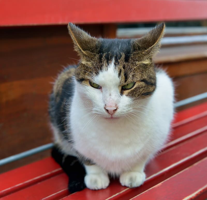 Jogos Do Gatinho Em Uma Grama Verde Imagem de Stock - Imagem de animais,  gato: 36791029