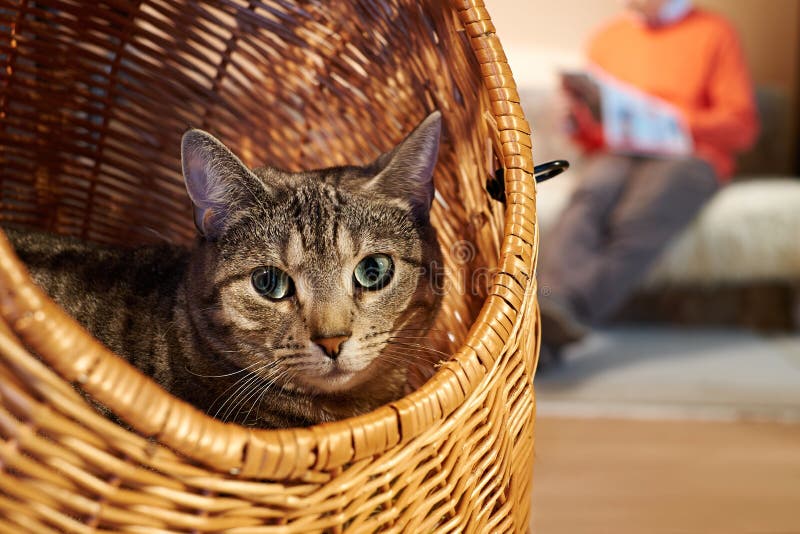 Um pequeno gatinho vermelho olha para fora de uma cesta de vime