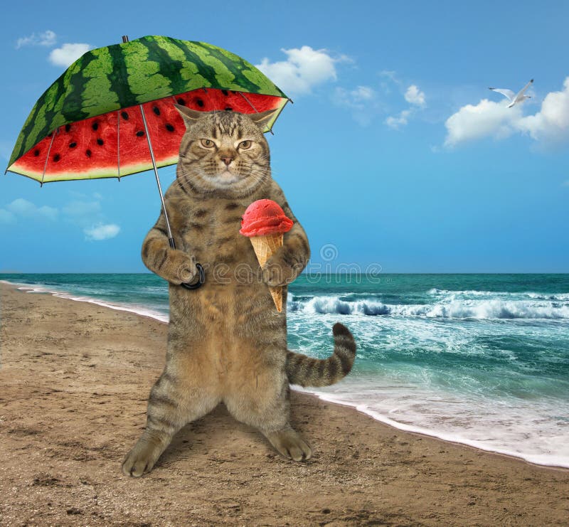 Gato na praia 7 fotografia de stock Gato na praia 7 fotografia de stock