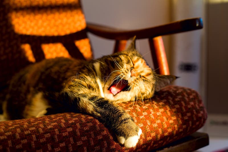 Gato nacional lindo que miente en el sofá y que bosteza fotografía de archivo libre de regalías Gato nacional lindo que miente en el sofá y que bosteza fotografía de archivo libre de regalías
