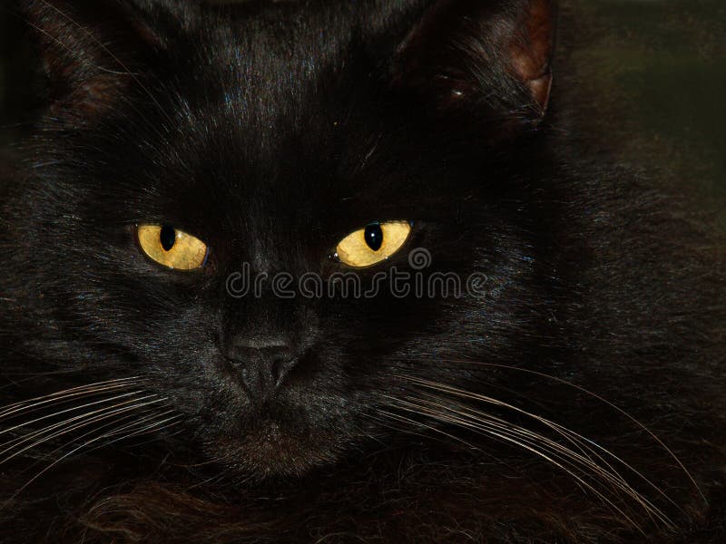 Gato negro con dos ojos amarillos imágenes de archivo libres de regalías Gato negro con dos ojos amarillos imágenes de archivo libres de regalías