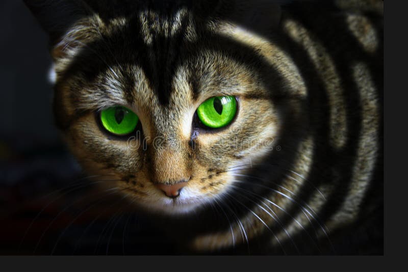 Back cat with green eyes on black. Back cat with green eyes on black