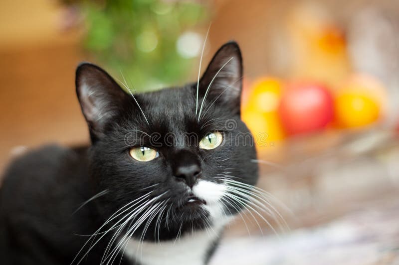 Gato Negro Con Manchas Blancas Imagen de archivo - Imagen de felino,  deslumbrar: 195648287