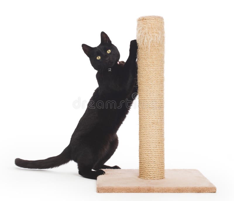 Gato negro con posts de rasguño fotos de archivo libres de regalías